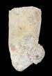 Rooted Cretaceous Fossil Crocodile Tooth - Morocco #49053-1